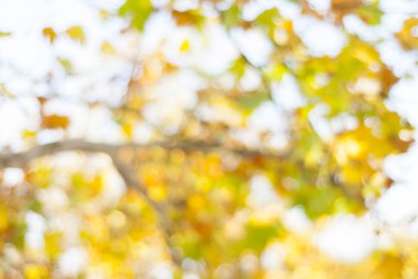 Bokeh ile bulanık sarı sonbahar yaprakları