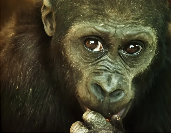 Κοντινό πλάνο ενός χιμπατζήδες, εξετάζοντας τη φωτογραφική μηχανή — Φωτογραφία Αρχείου