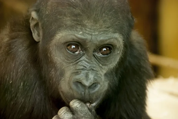 Close-up de um chimpanzé olhando para a câmera Imagens Royalty-Free