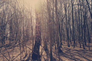 sonbahar Orman yolundaki bir sisli sabahı düşen güneş ışınları