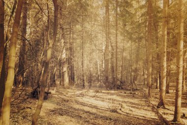 sonbahar Orman yolundaki bir sisli sabahı düşen güneş ışınları