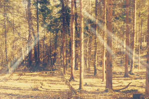 Sonnenstrahlen fallen an einem nebligen Morgen auf den Weg im Herbstwald — Stockfoto