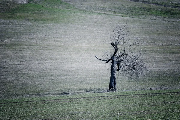 Bir alandaki ölü meşe ağacı — Stok fotoğraf