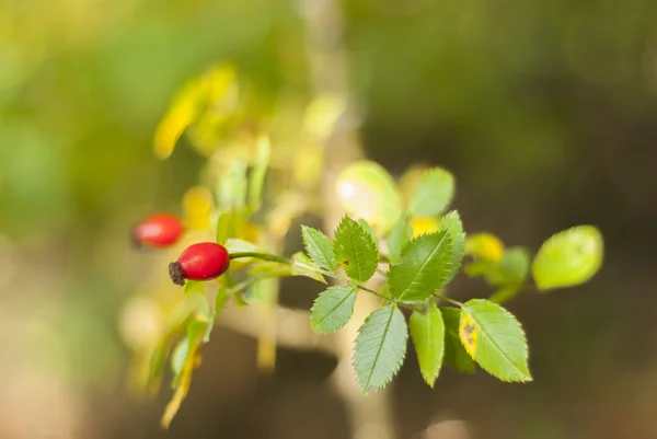 Rosehip — Stock Photo, Image