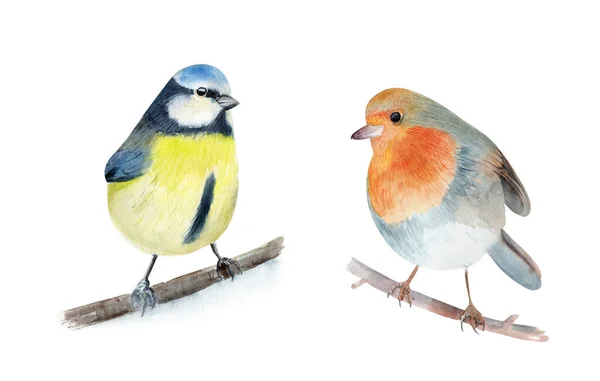 Two Cute Watercolor Birds Robin Redbreast Blue Tit Branch White — 스톡 사진