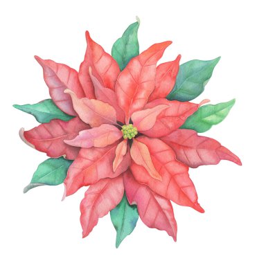 El boyaması suluboya Noel Noeli Poinsettia Çiçek Clipart