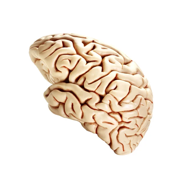 White brain Stock Photo by ©vasabii777 12566151