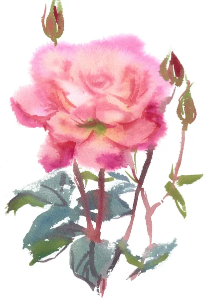 Aquarelle roses roses — Photo