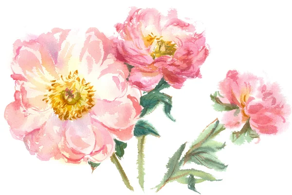 Aquarelle pivoine rose — Photo