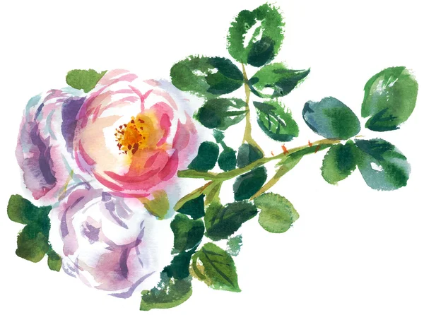 Rose con fogliame — Foto Stock