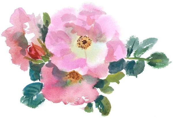 Розовые розы, акварель — стоковое фото