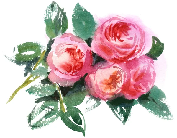Rosas rosadas, acuarela —  Fotos de Stock