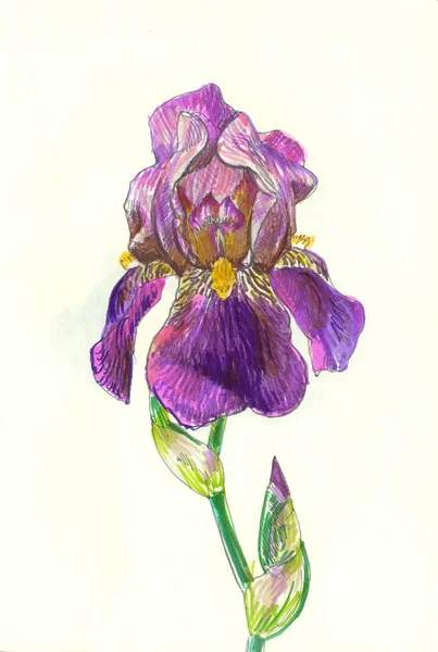 Sketch of iris — Stock Photo, Image