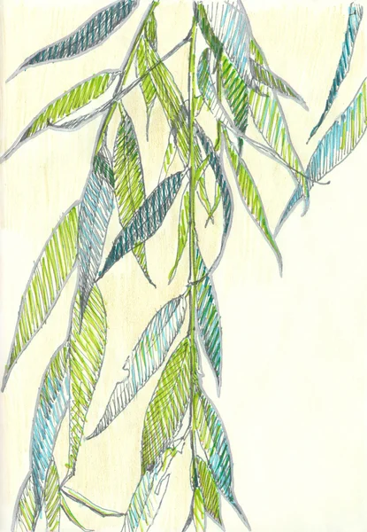柳树、 素描 — 图库照片