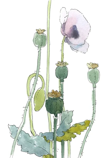 罂粟 — 图库照片