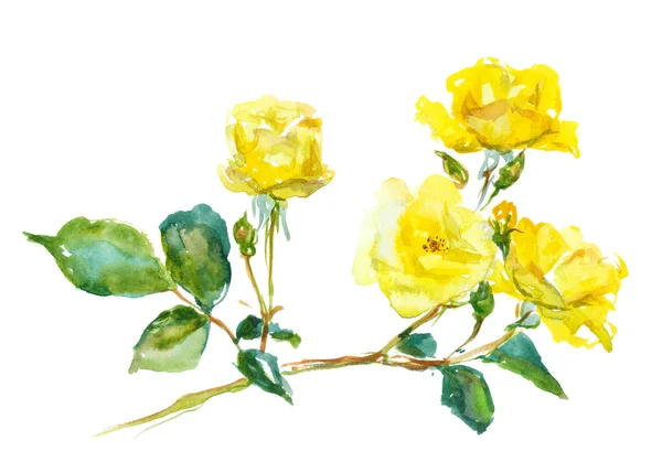 Rosa, aquarela — Fotografia de Stock