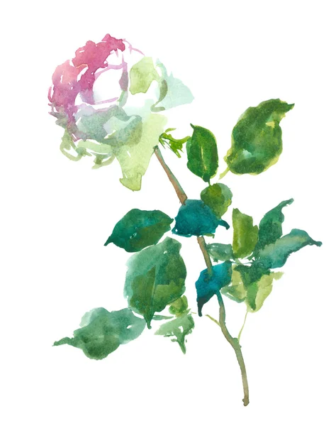 Rose, Aquarell — Stockfoto