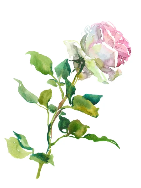 Rose, Aquarell — Stockfoto