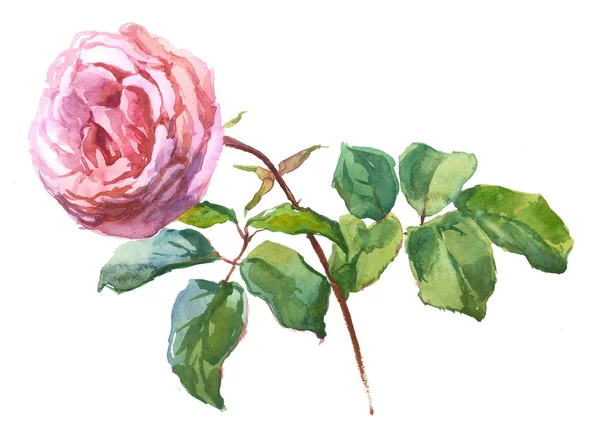 Rose,, bozzetto botanico — Foto Stock