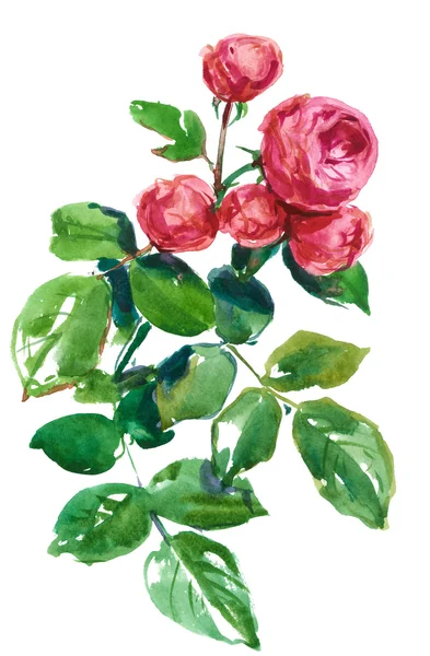 Roses, , botanic sketch — Stock Photo, Image