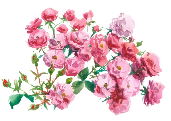 Roses, , botanic sketch — Stock Photo, Image