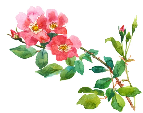 Branch of pink rose and rosebuds — Stock Photo, Image