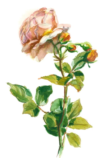 Rosa de laranja pálida — Fotografia de Stock