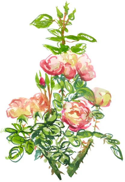 Ветвь роз — стоковое фото
