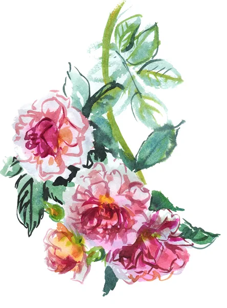 Ветвь розовых роз — стоковое фото