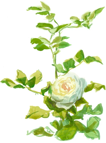 Jedna róża biały — Zdjęcie stockowe