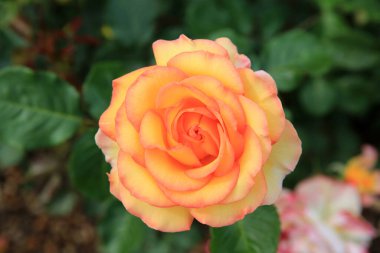 Şehir bahçesinde güller