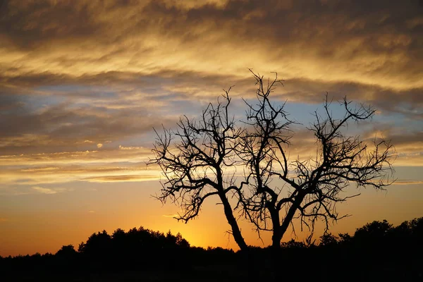 Beautiful Sunset Sky Tree — Stock Photo, Image