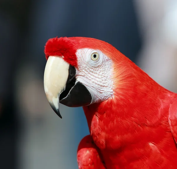 Parrot - Red Blue Macaw — Stock Photo, Image