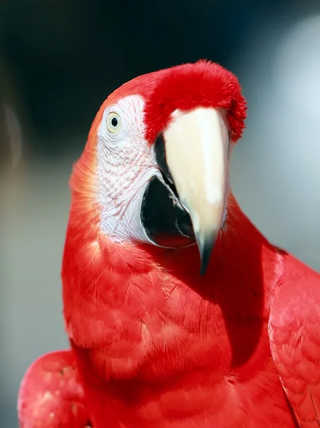 Loro - Guacamayo rojo — Foto de Stock