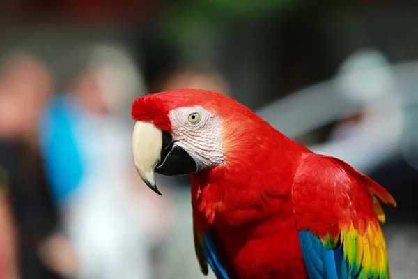 Papagaio — Fotografia de Stock