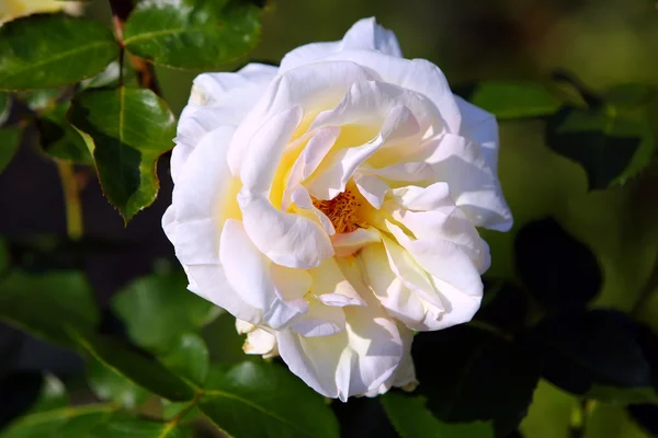 Witte roos in de tuin — Stockfoto