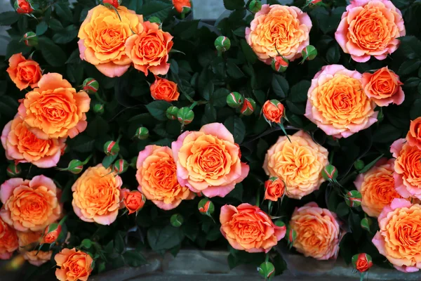 Rosas — Fotografia de Stock
