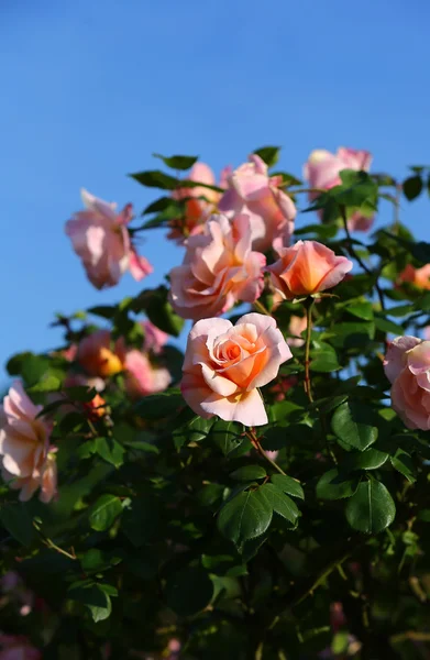 Rose Giardino — Foto Stock