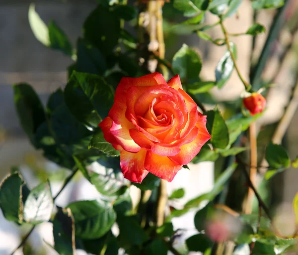 Ros i trädgården — Stockfoto