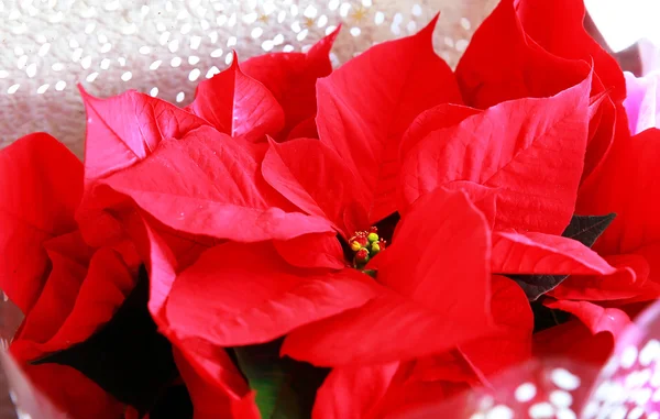 Hermosas flores — Foto de Stock