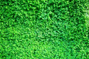 Yeşil Yapraklar duvar arkaplanı