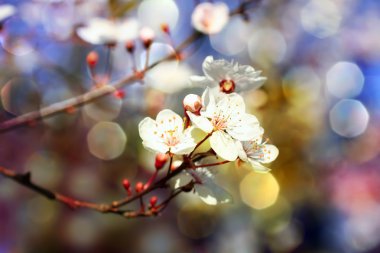 Bahar ağaç dal çiçek