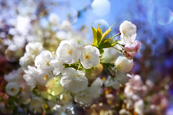 Primavera — Foto Stock