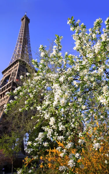 Torre Eiffel en primavera, París, Francia — Foto de Stock