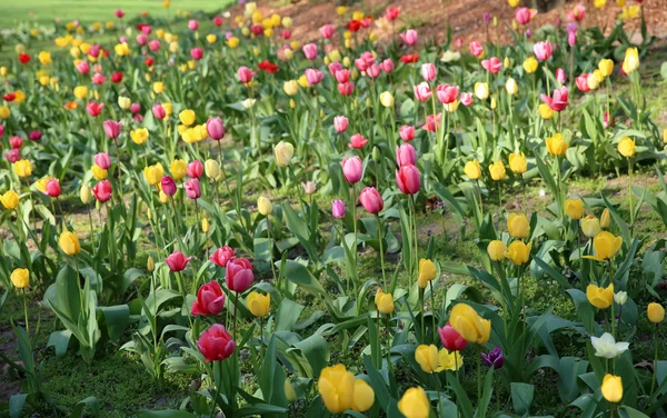 公園内のカラフルなチューリップ — ストック写真