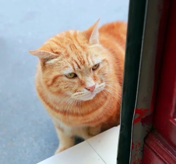 看着门口的猫 — 图库照片