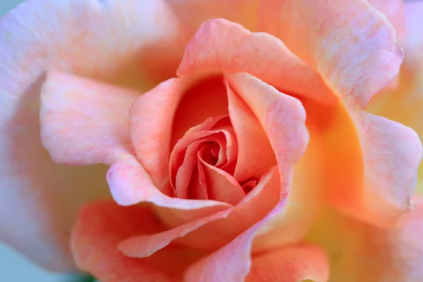 Rosen im Garten — Stockfoto