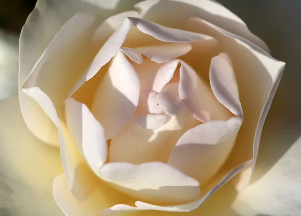 Rosen im Garten — Stockfoto