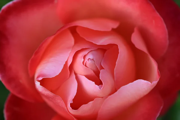 Roses in the garden — Stock Photo, Image