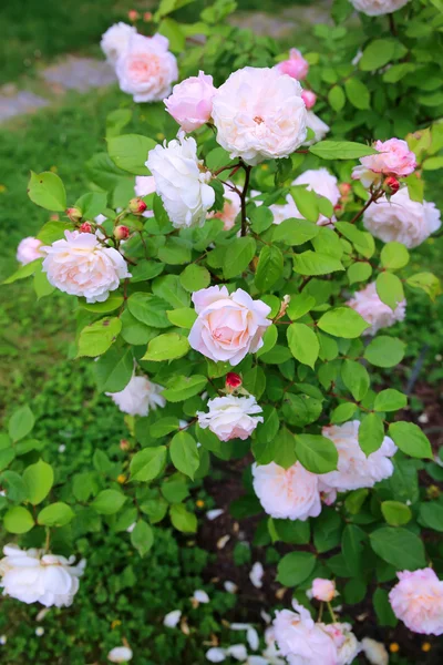 Rosas no jardim — Fotografia de Stock